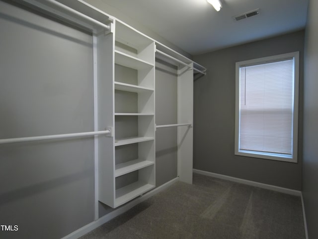 walk in closet with visible vents and carpet floors