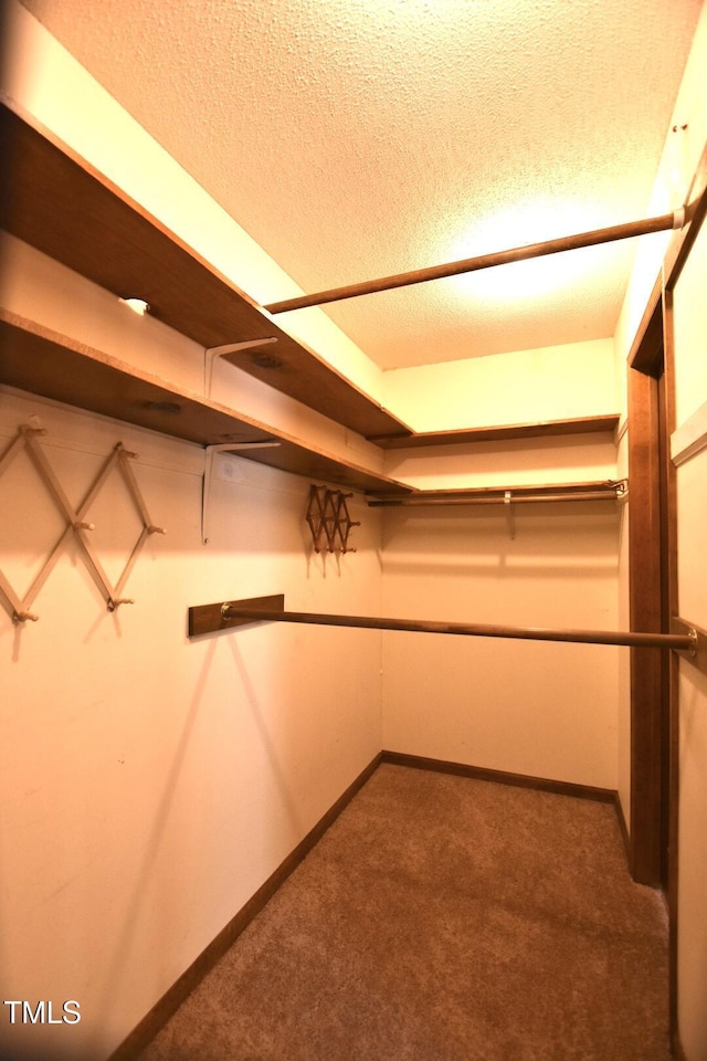 walk in closet featuring carpet floors