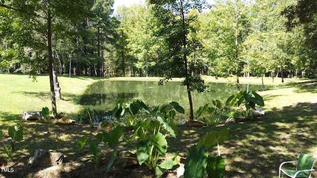 view of local wilderness