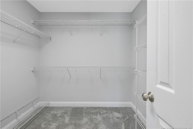 spacious closet featuring carpet