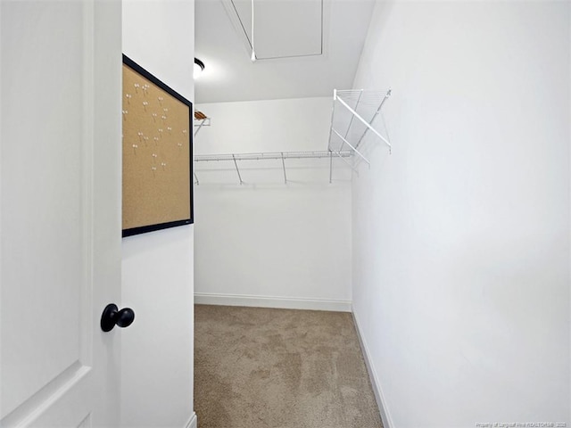 walk in closet featuring attic access and light colored carpet