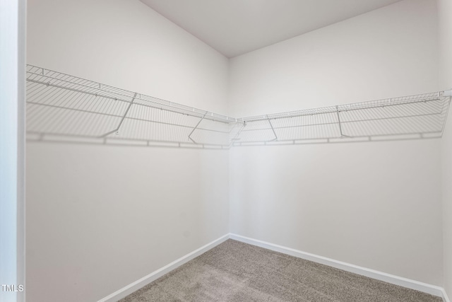 spacious closet featuring carpet flooring