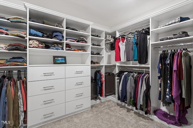 spacious closet featuring carpet floors