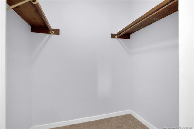 walk in closet featuring carpet floors