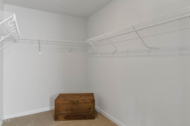 walk in closet with carpet floors