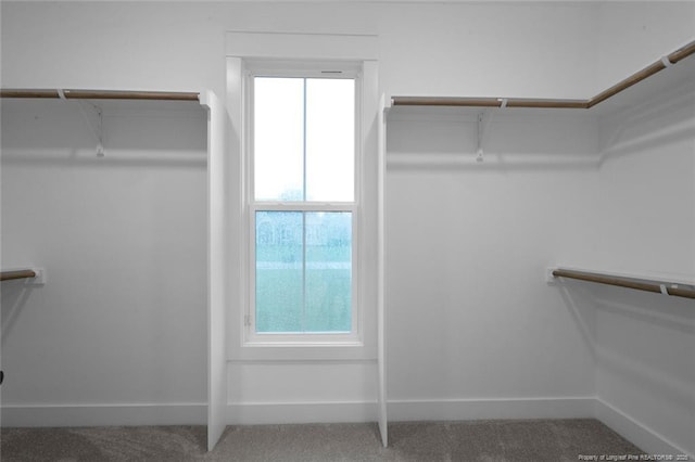 spacious closet featuring carpet flooring