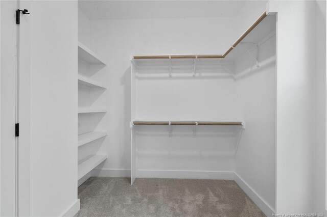 walk in closet featuring carpet floors