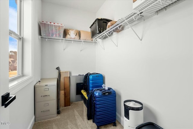 spacious closet featuring carpet flooring