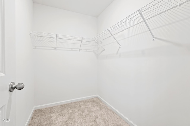 spacious closet with carpet flooring