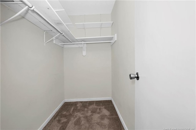 spacious closet featuring carpet