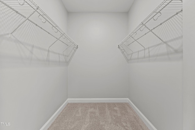 spacious closet featuring carpet floors