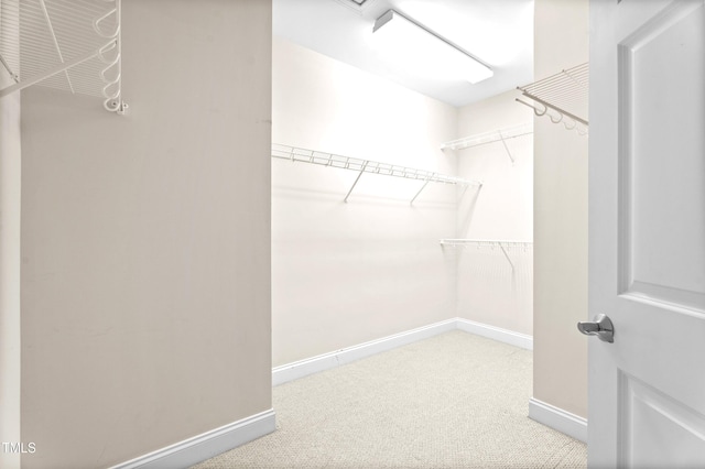 spacious closet featuring carpet