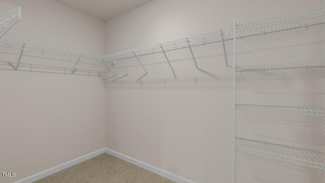 spacious closet featuring carpet flooring