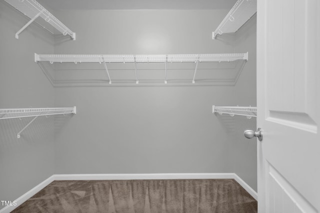 walk in closet featuring carpet flooring