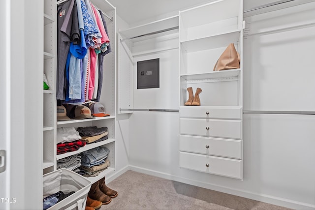 spacious closet featuring carpet flooring