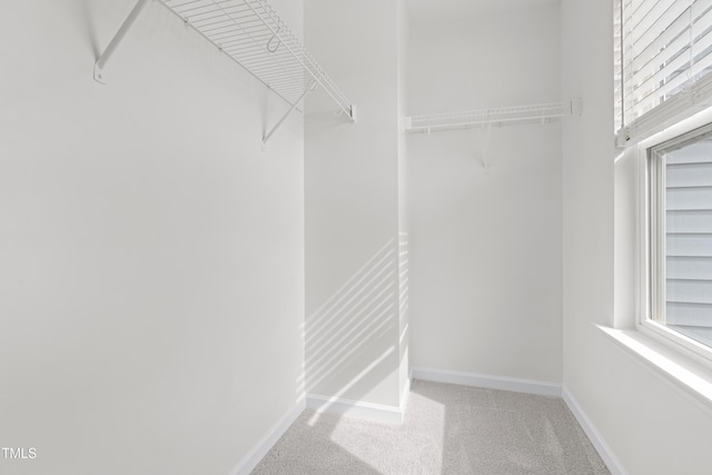 spacious closet featuring carpet flooring