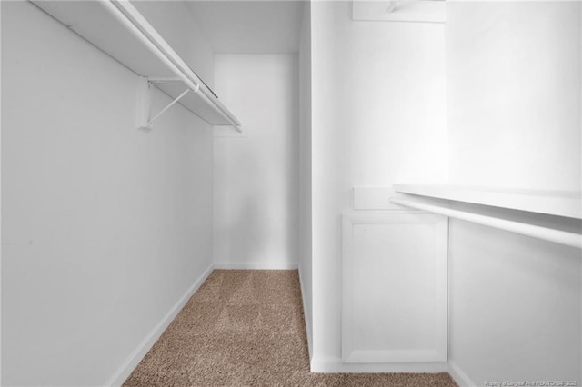 walk in closet featuring carpet flooring