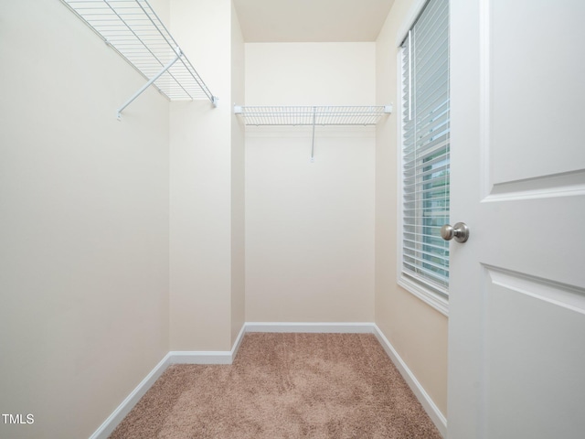 walk in closet featuring carpet floors