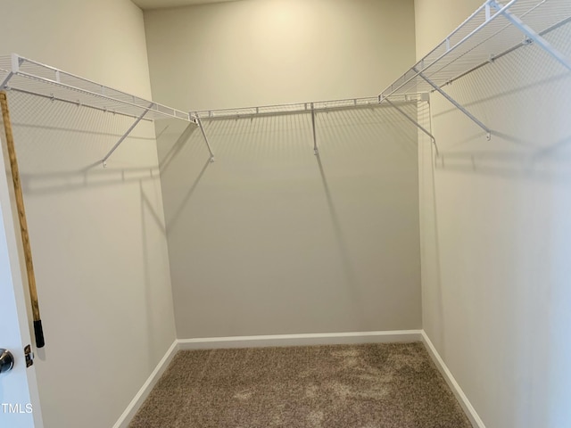 spacious closet featuring carpet