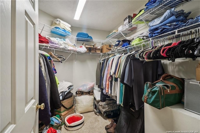 spacious closet featuring carpet flooring