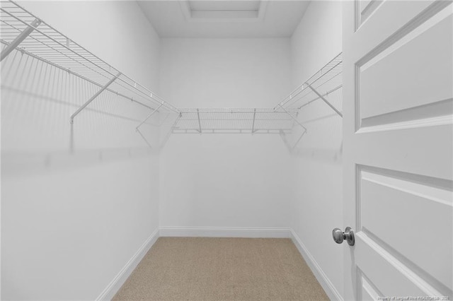 walk in closet with carpet floors