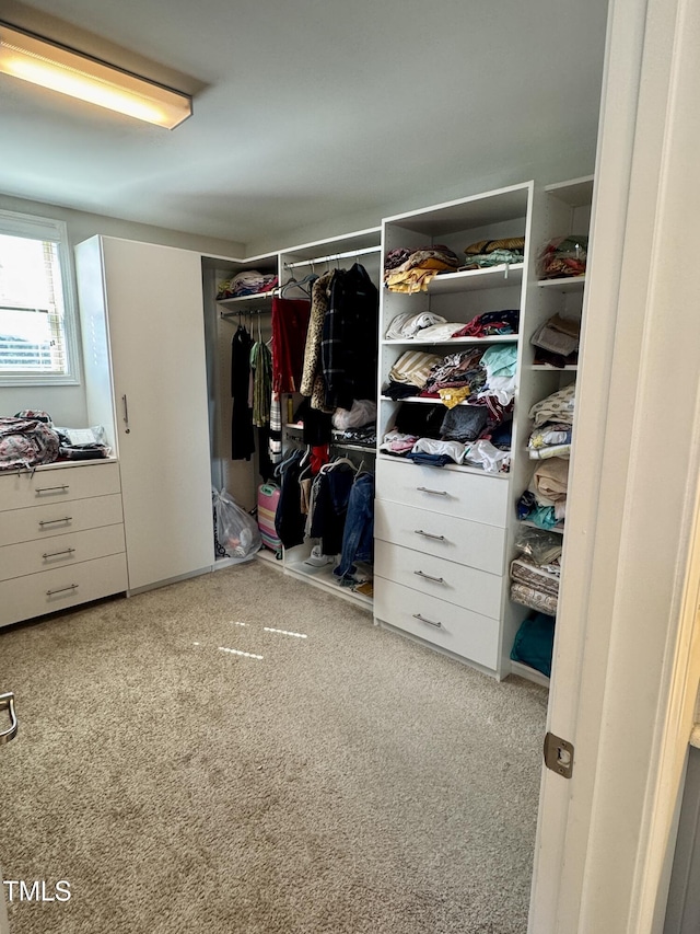 walk in closet with carpet flooring