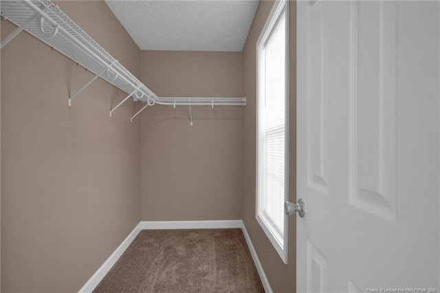 spacious closet featuring carpet