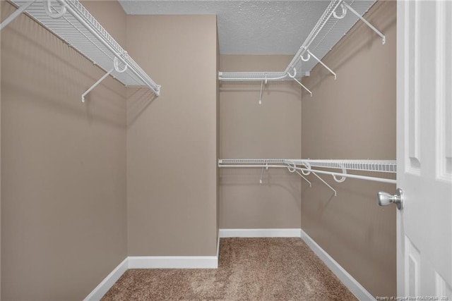 walk in closet with carpet flooring