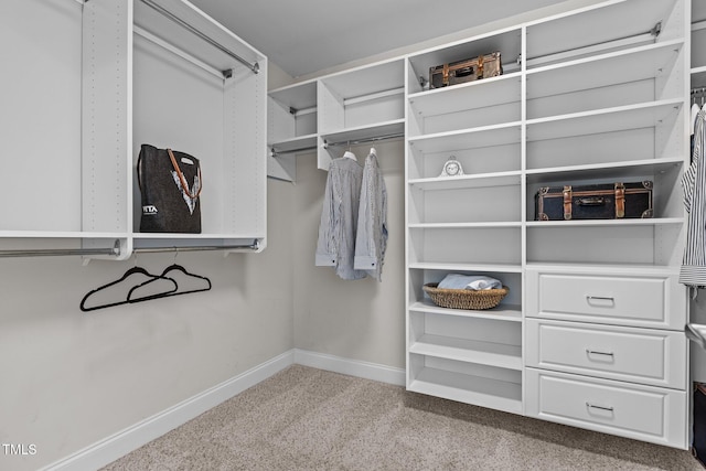 spacious closet featuring carpet