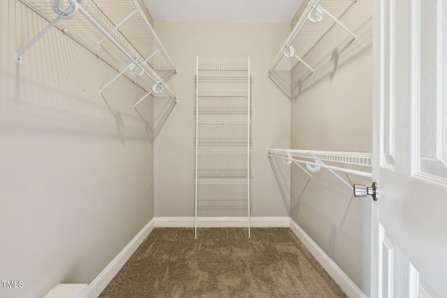 spacious closet with carpet flooring