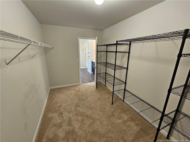 walk in closet featuring carpet floors