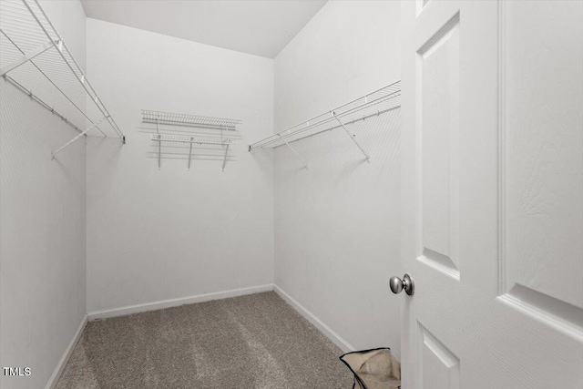 spacious closet with carpet floors