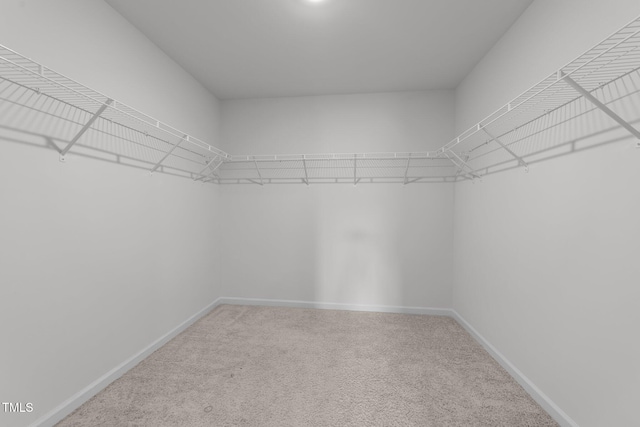 spacious closet featuring carpet