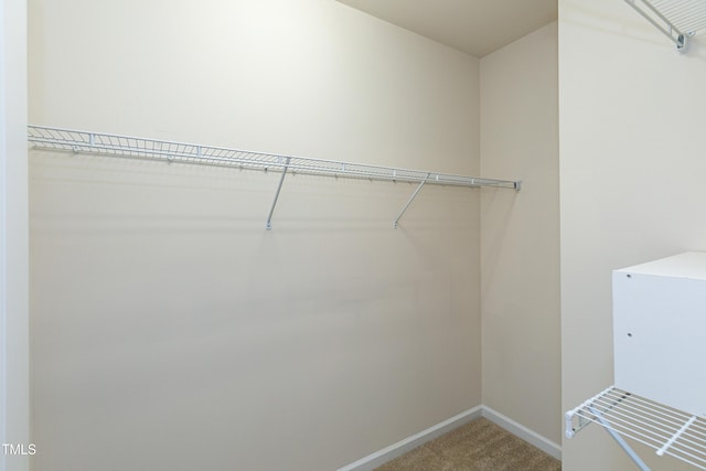 spacious closet featuring carpet floors