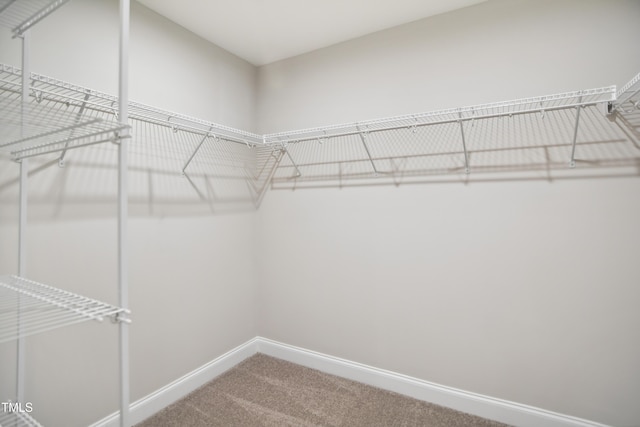 walk in closet featuring carpet floors