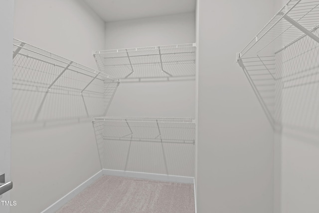 spacious closet featuring carpet floors