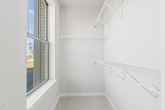 spacious closet featuring carpet floors