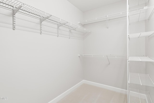 spacious closet featuring carpet