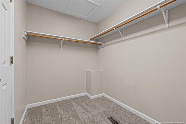 walk in closet with visible vents, attic access, and carpet floors