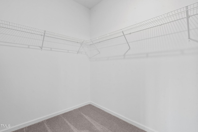 spacious closet featuring carpet floors