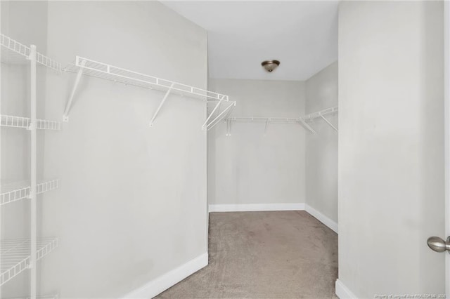 walk in closet featuring carpet