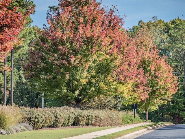 view of street with curbs and sidewalks