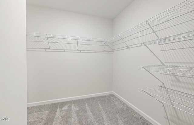 walk in closet featuring carpet flooring