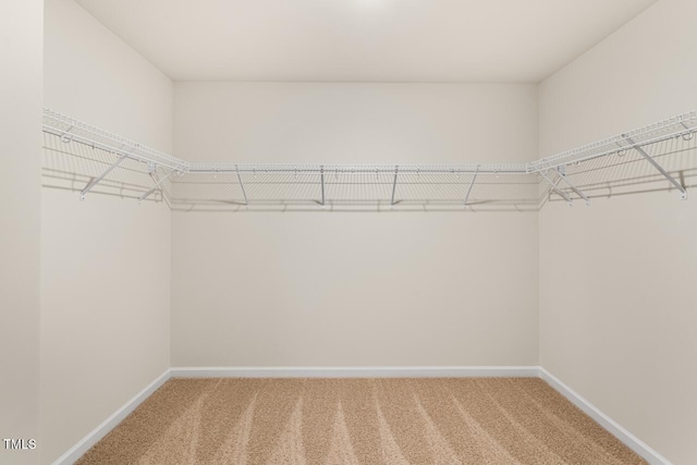 walk in closet with carpet floors