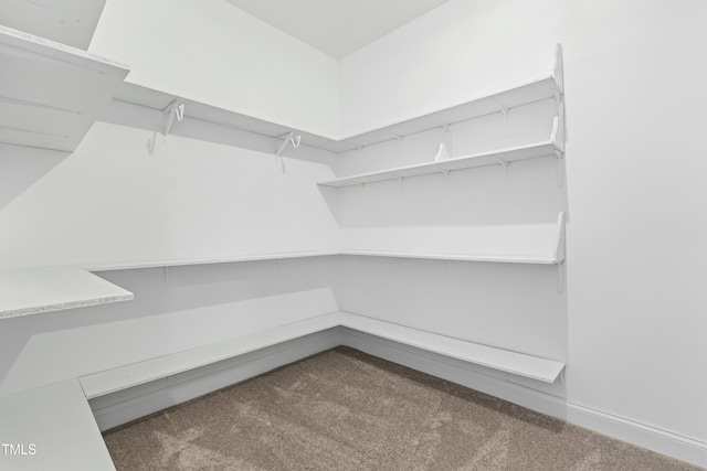 spacious closet featuring carpet