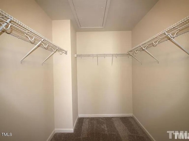 walk in closet with carpet flooring and attic access