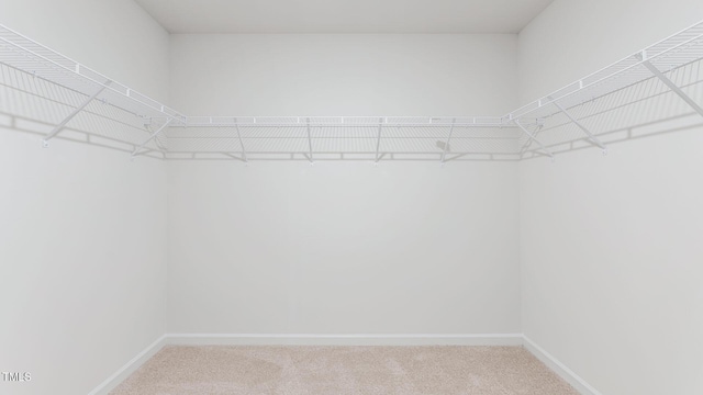 spacious closet featuring carpet flooring