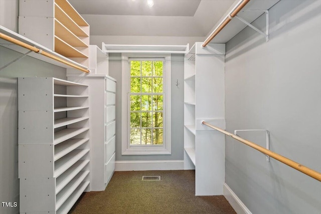 walk in closet featuring carpet flooring