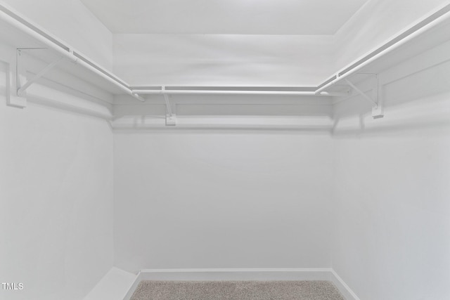 spacious closet featuring carpet floors