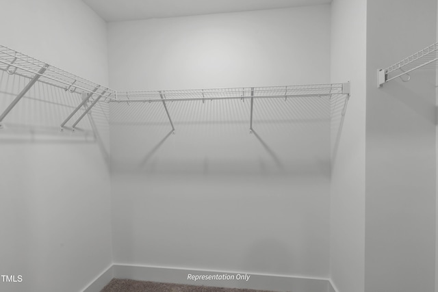 spacious closet featuring carpet